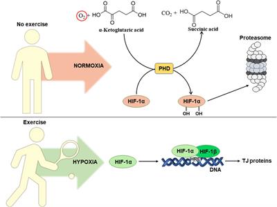 Intestinal barrier permeability: the influence of gut microbiota, nutrition, and exercise